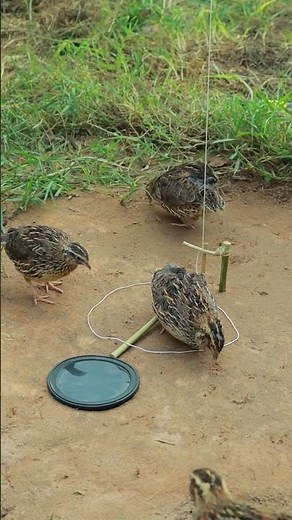 Installing The Most Effective Traps #youtubeshorts