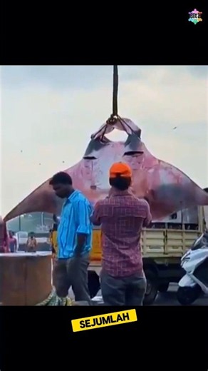 Just Let This Sea Creature Go 😨 #unique-facts #ocean #seaanimals #mantaray #fisherman #ship
