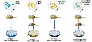 The River Divides into Thousands of Branches: Chapter 3: Avery discovers that the “transforming principle” is DNA