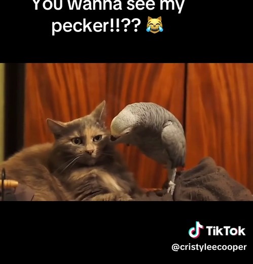 Adorable Cats Playing with Birds: A Fun Showcase