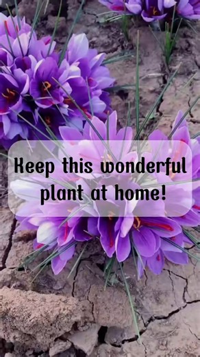 saffron bulbs | Terra Nursery