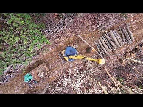 The Day I Hurt My Neck in the Forest