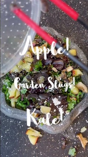 What Do Tortoises Eat?