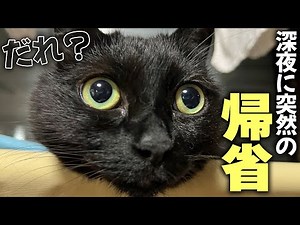 Although it was midnight, I decided to leave the cats behind and head back to my parents' house.