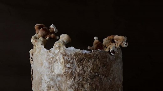 Fantastic fungi: Harnessing the magic of mycelium to create striking sculptures
