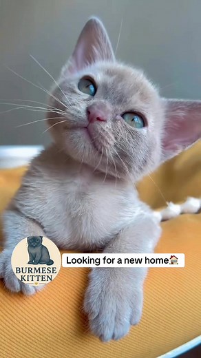Adopt Adorable Burmese Kittens Today!