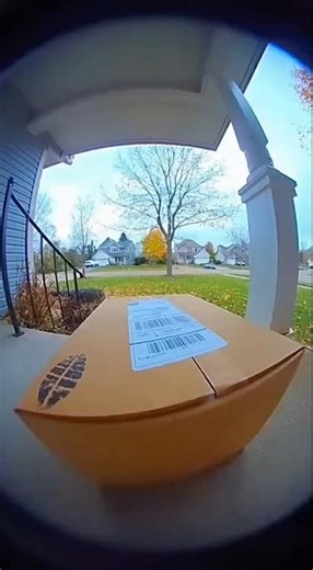 Frog Hops Out Of Box