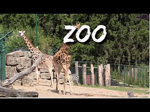 Exploring Granby Zoo Montreal 🐯 | Fun Family Adventure & Wild Animals!