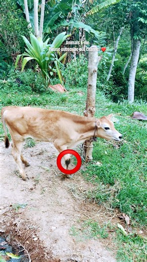 Baby sweet Cow Sound #shorts #cowsounds #cowvideo