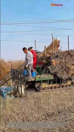 Efficient reed harvesting operation