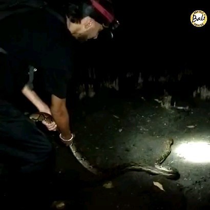 Released of a Reticulated python back into the wild was done by @danie_romeo The reticulated python (Malayopython reticulatus) non-venomous Sanca kembang Sanca batik Reticulated python Malayopython reticulatus Tidak berbisa Pelepasliaran seekor ular Sanca kembang kembali ke alam bebas berhasil dilakukan oleh Danie Romeo #Reticulatedpython #Malayopythonreticulatus #Ularsanca #Sancakembang #Sancabatik @agus_putra_ular #Rescuesnake #Snakesofbali #Balisnakes #Bali #Balireptilerescue #Serpentsaurianu