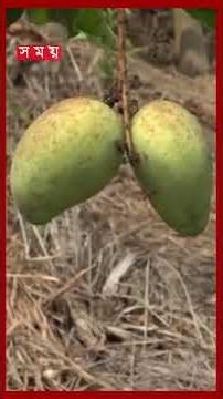 সোনালি মুকুলে ভরা খাগড়াছড়ির আম বাগান, কৃষকদের মুখে হাসি #mukul #mangofarming #seasonalfruit