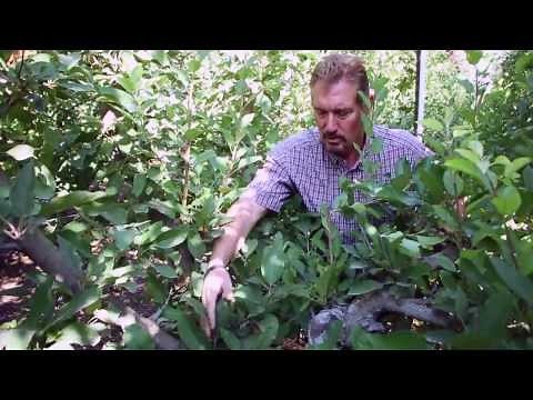 Switching to the V-Trellis system -- Grower of the Year 2013