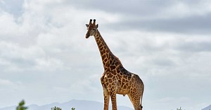 Afrique du Sud : attaquée par une girafe, une petite fille décède, sa mère gravement blessée