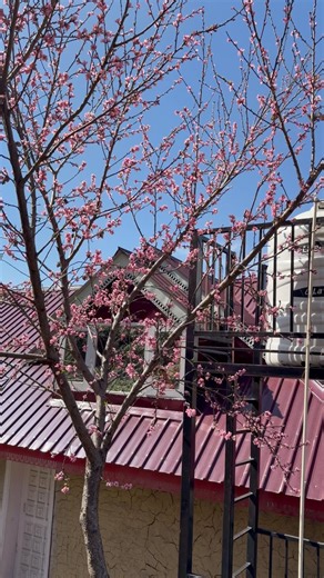 How to Top Graft a family Apple Tree