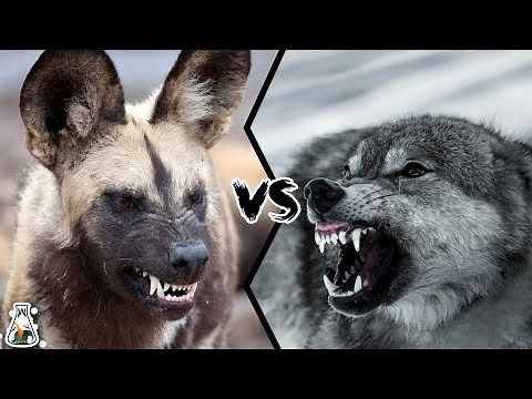 AFRICAN WILD DOG VS WOLF - What If They Will Fight?