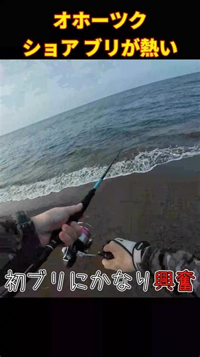 [Okhotsk Shore Yellowtail] Huge schools of yellowtail in the shallow waters of Okhotsk! #Hokkaido...