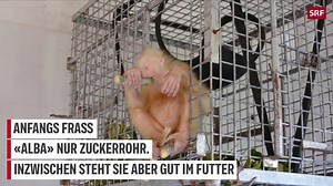 31K views · 95 reactions | Eine unglaubliche Seltenheit: Das ist der Albino-Affe «Alba». | Blick | Facebook