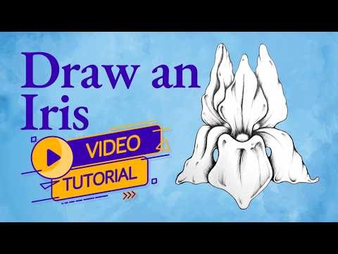 How to Draw an Iris Flower Step by Step | Beginner Floral Drawing Tutorial
