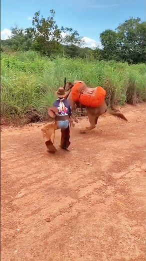 technique of muleteer of peon and cowboy to train riding animals