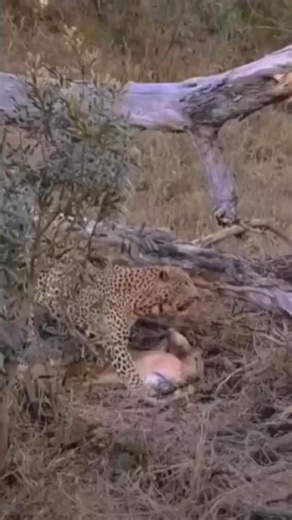 Cheetah Climbs a Tree With Its Prey to Escape Hyenas 🐆😱 (Wild Survival!)