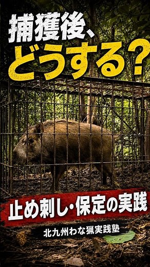 [Trap Hunting] What to do after catching a wild boar? Practical guide to dispatching and restraining
