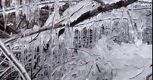 Tree branch covered with ice. Glaciated tree branches, consequences after freezing rain.