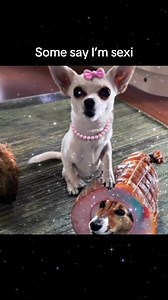 Cos girls just wanna have ‘fund$’ 💕 #destinyschis #madonna #comedy #chihuahua #parody #dog #diamonds #rich #BossLady | Destiny’s Chis