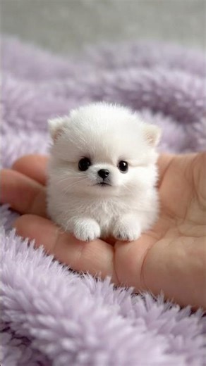 Can You Survive 15 Seconds of This Micro Puppy Cuteness? 🥺✨#shorts #puppy