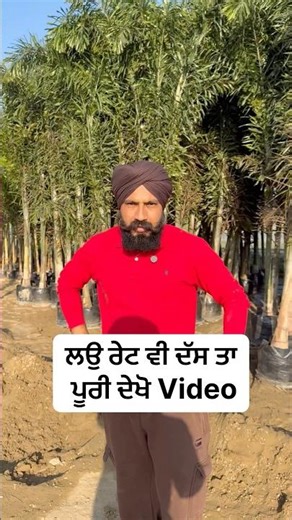 ਪਾਮ Tree Plants Nursery