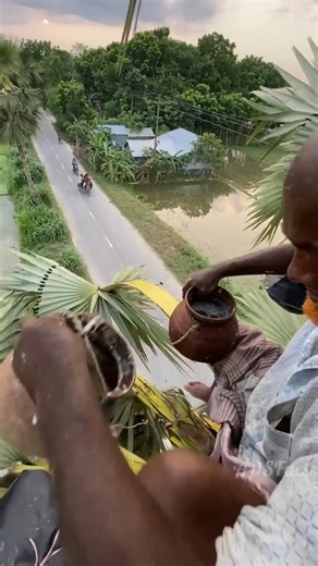 Aman on Instagram: "You Won’t Believe What Comes Out of a Palm Tree! 😲 Palm tree juice is one of nature’s hidden treasures, but very few people know its real secrets! 🌴 In this video, we reveal how palm tree juice is collected, its surprising health benefits, traditional uses, and why it has been consumed for centuries in different cultures. From refreshing natural sweetness to powerful nutrients, palm tree juice is more than just a drink — it’s a lifestyle secret you probably never heard of!