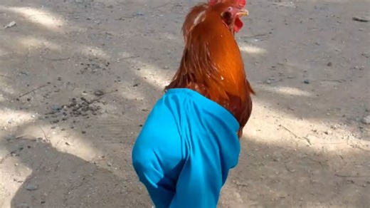 Stylish rooster wearing pants goes viral for his funny walking style