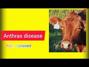 anthrax disease/ etiology / clinical signs/ pathogenesis/ diagnosis #vet, #veterinary,
