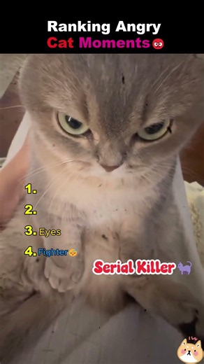Ranking the funniest angry cat moments ever. 😼✨ #funnyanimals #catvideos #trending