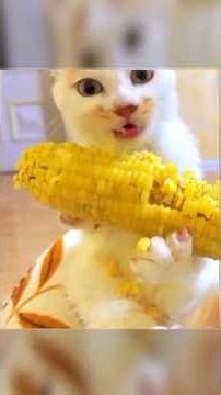 Top Funniest Animal Bloopers of All Time #funny #funnyanimals #funnyshorts #funnyvideo