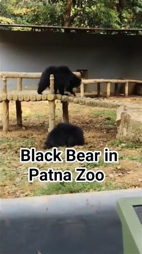 Black Bear In Patna Zoo #factshorts #animalfacts #patnazoo #lucknowzoo #wildlife #wildanimals #facts