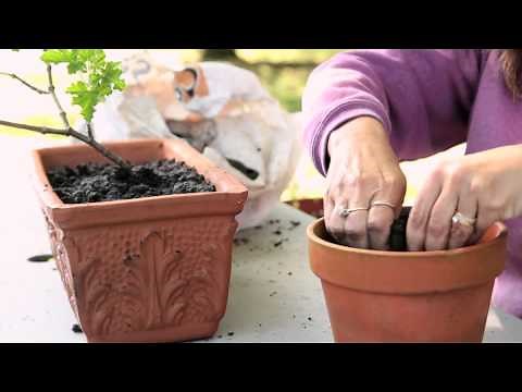 How to Transplant Geraniums From Outdoors to Indoors : Geranium Gardening