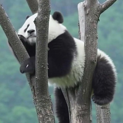 The 3 Real Panda Species | Giant, Red & Brown Panda 🐼✨ Which panda is your favorite?