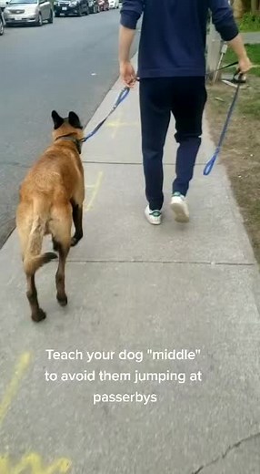 Kiss.My.Mutt.Training on TikTok