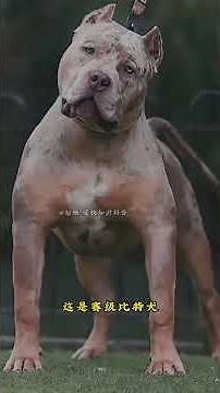 Rare Luxury Pooch Exclusively for the Elite