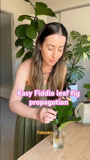 Easy Fiddle Leaf Fig Propagation Method! Chop callous hydro wait = rooted Ficus lyrata cuttings