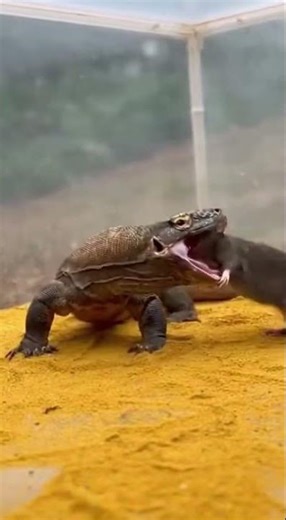 Giant Lizard Hunts Mouse 😱 Real Footage! #wildlife #shortvideo #viral #predatorshowdown #shortsfeed