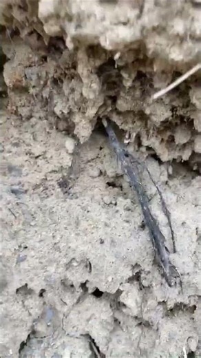 POV The Mining Bees are coming out.#nature #cool #hikinglife