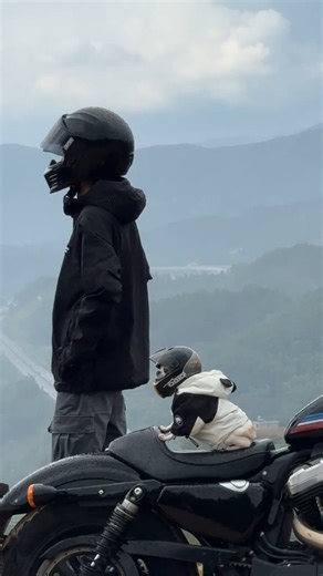 best chiwawa club on Instagram: "True friendships 🍀🐶"