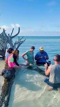 Swim With Stingrays in The Bahamas