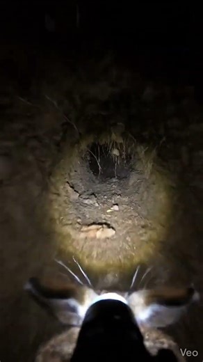 What a Rabbit Sees Inside Its Underground Burrow | POV