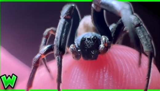 Meet the venomous desert spider that could cause paralysis