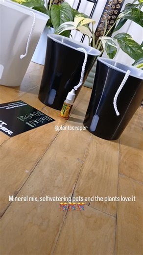 Laila Pil Pedersen on Instagram: "#mineralmixture #selfwatering #superthrive #monsteraaddict #happyplants"