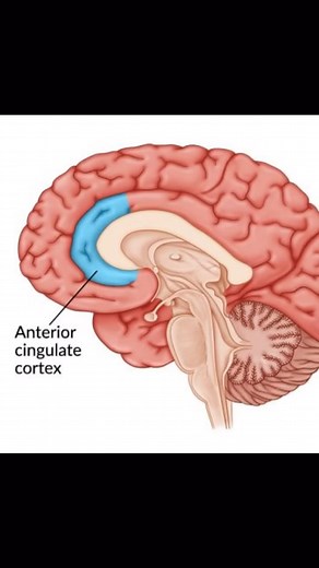 Prem Joshi on Instagram: "Anterior mid Cingulate Cortex. . Get sharper Jawline with "The Moggers BluePrint". (Link is in my bio)"