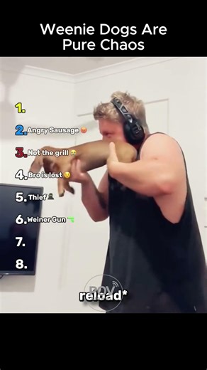 Weenie Dogs Are Pure Chaos 😂🌭 #shorts #dachshund #dog